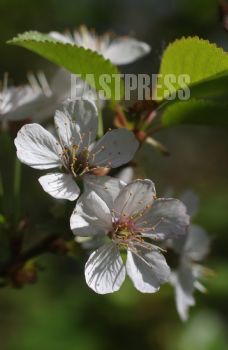 EA321177, Eastpress , Porvoo, Finland